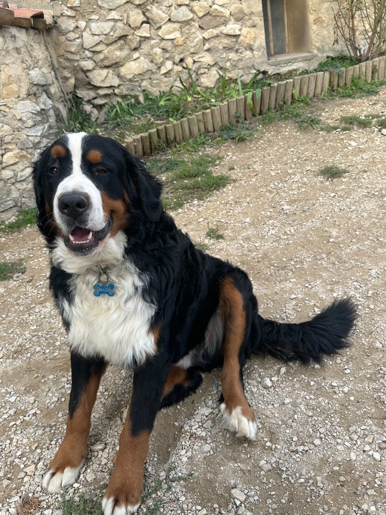 Vasco De La Ferme Du Fesquet