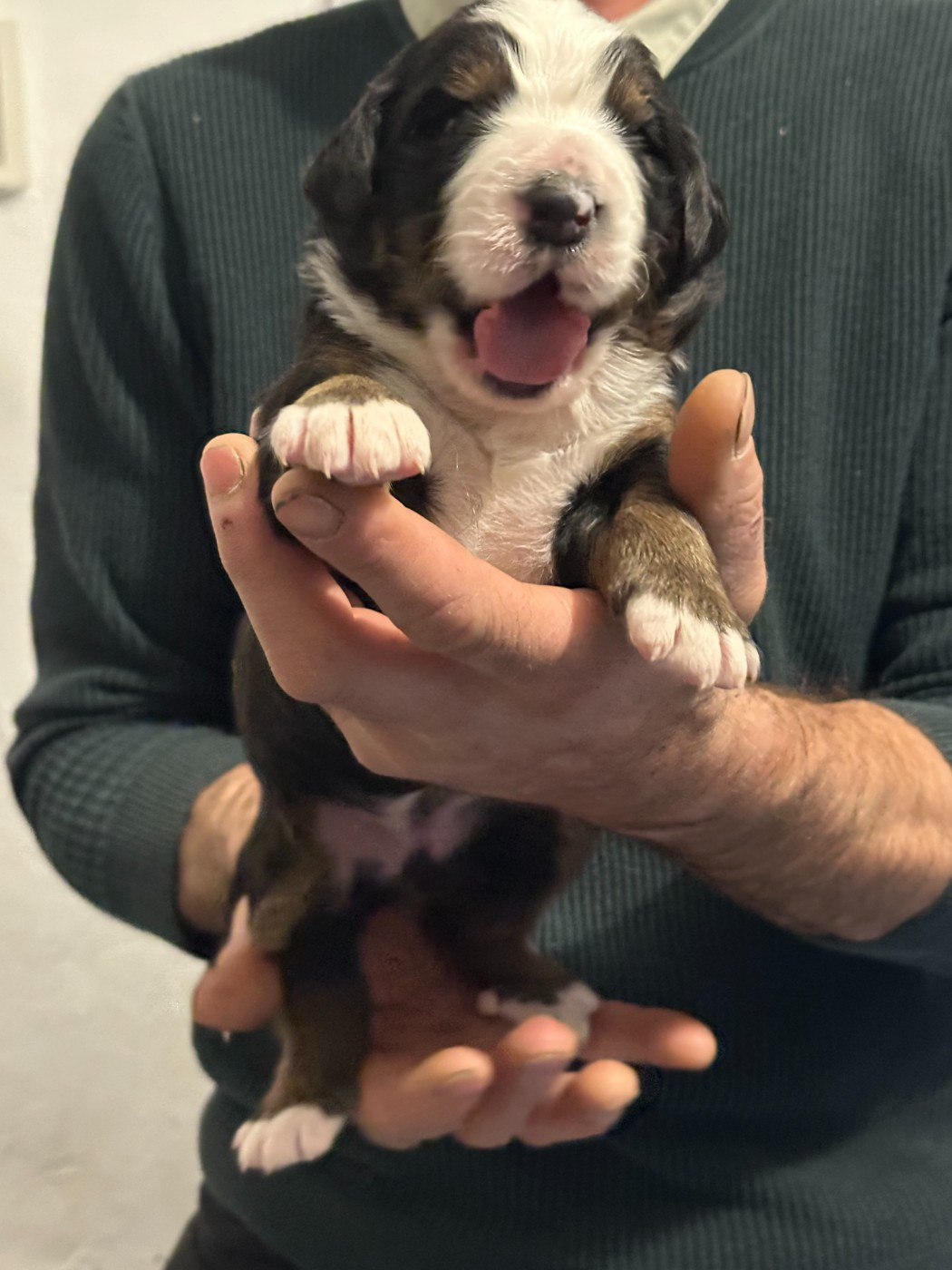 Laurine Zucchiatti - Chiots disponibles - Bouvier Bernois