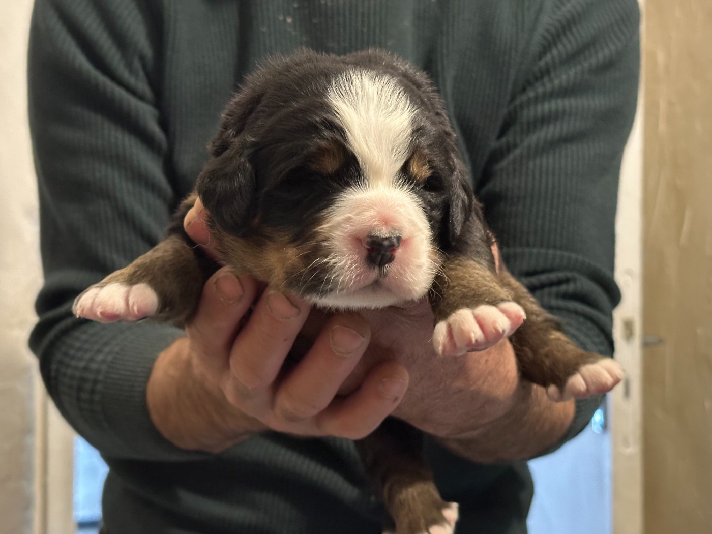 Laurine Zucchiatti - Chiots disponibles - Bouvier Bernois