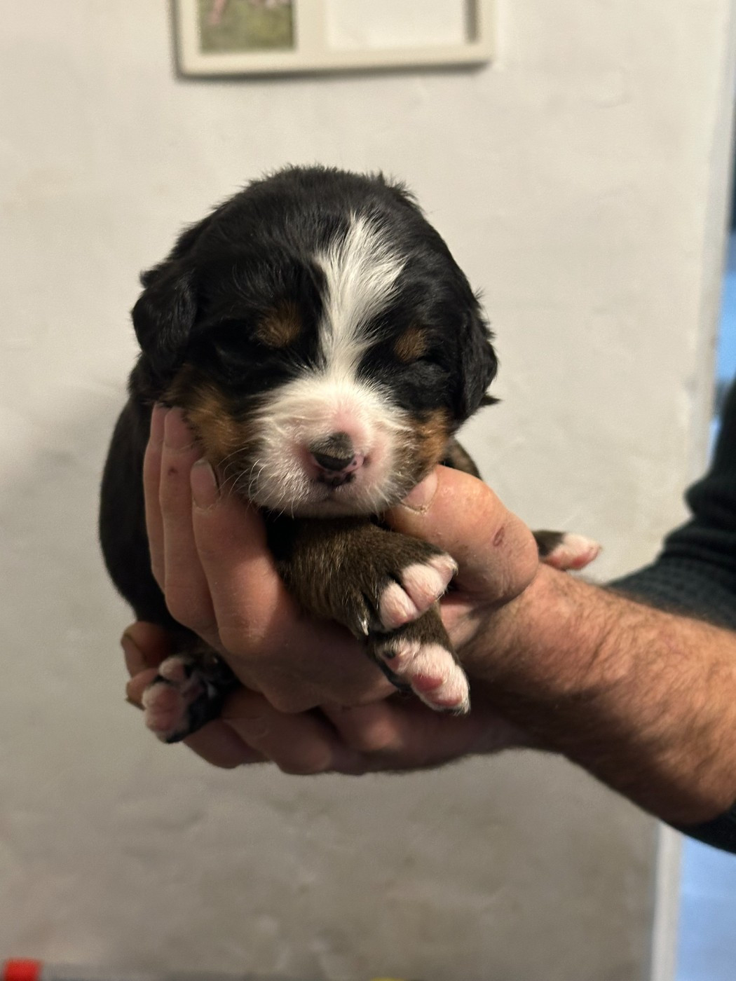 Laurine Zucchiatti - Chiots disponibles - Bouvier Bernois