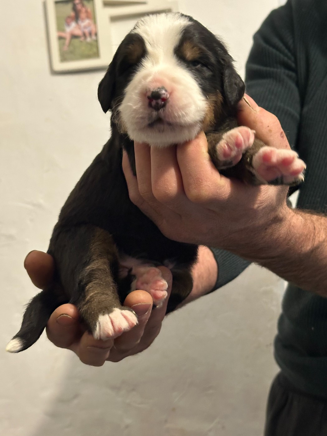 Laurine Zucchiatti - Chiots disponibles - Bouvier Bernois