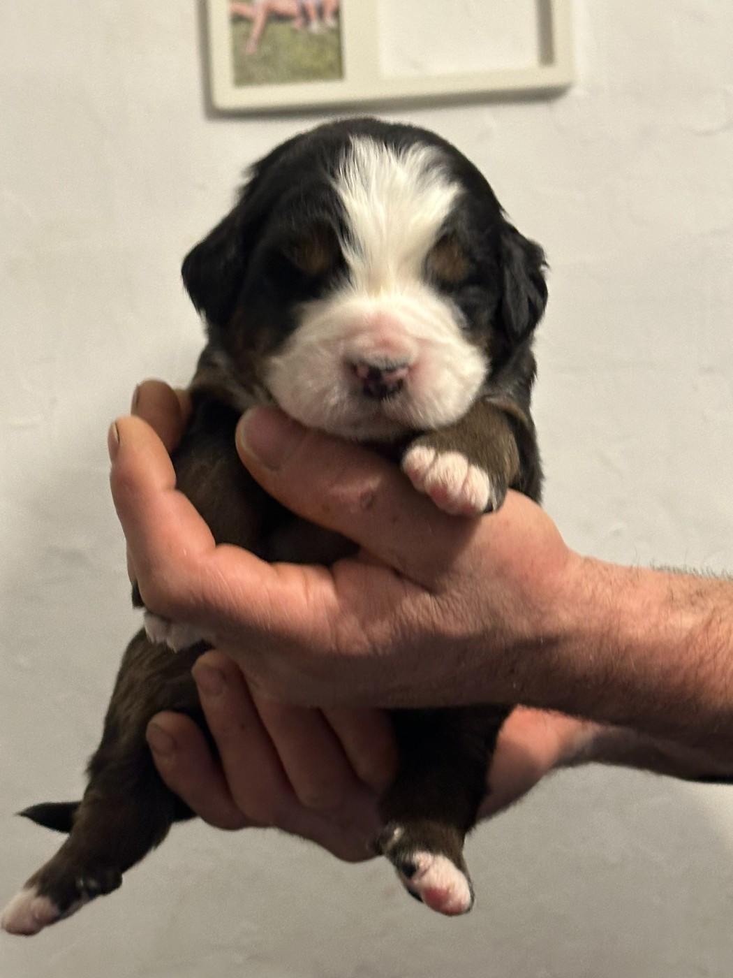 Laurine Zucchiatti - Chiots disponibles - Bouvier Bernois