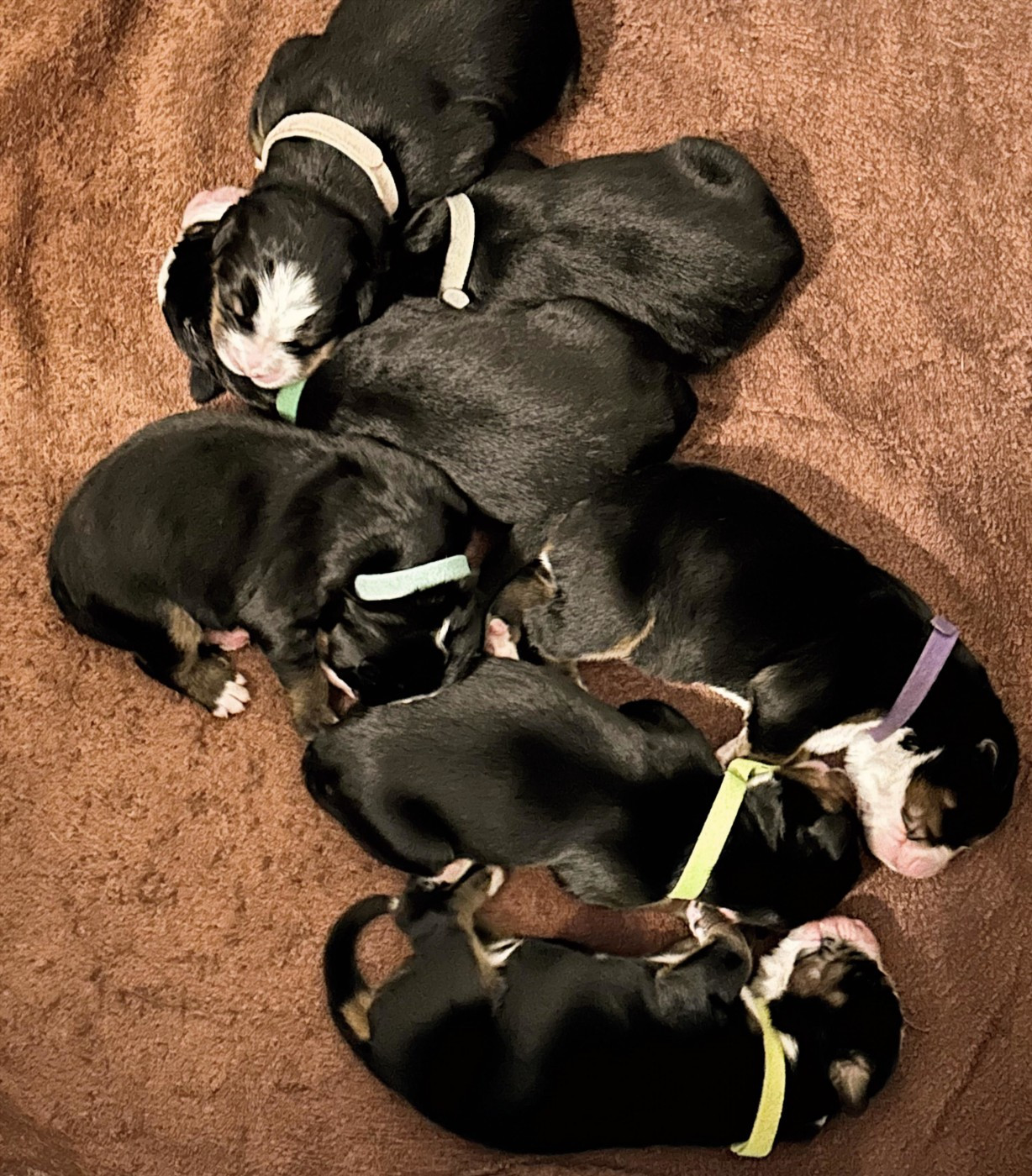 Laurine Zucchiatti - Bouvier Bernois - Portée née le 14/11/2025